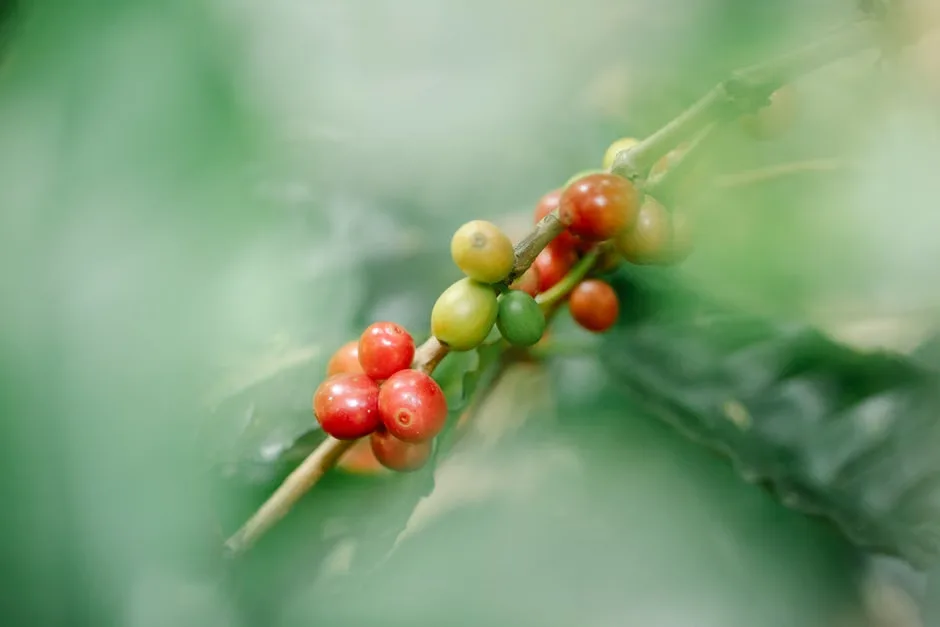 El café se cosecha grano por grano y se exporta en sacos: de ahí salió el dinero que construyó el Estado costarricense del siglo XIX. Foto: Pexels