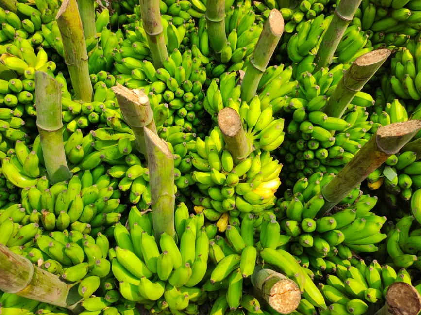 El banano exige tierra plana, ferrocarril y puerto. Eso es lo que la compañía controlaba, y por eso se llama enclave. Foto: Pexels