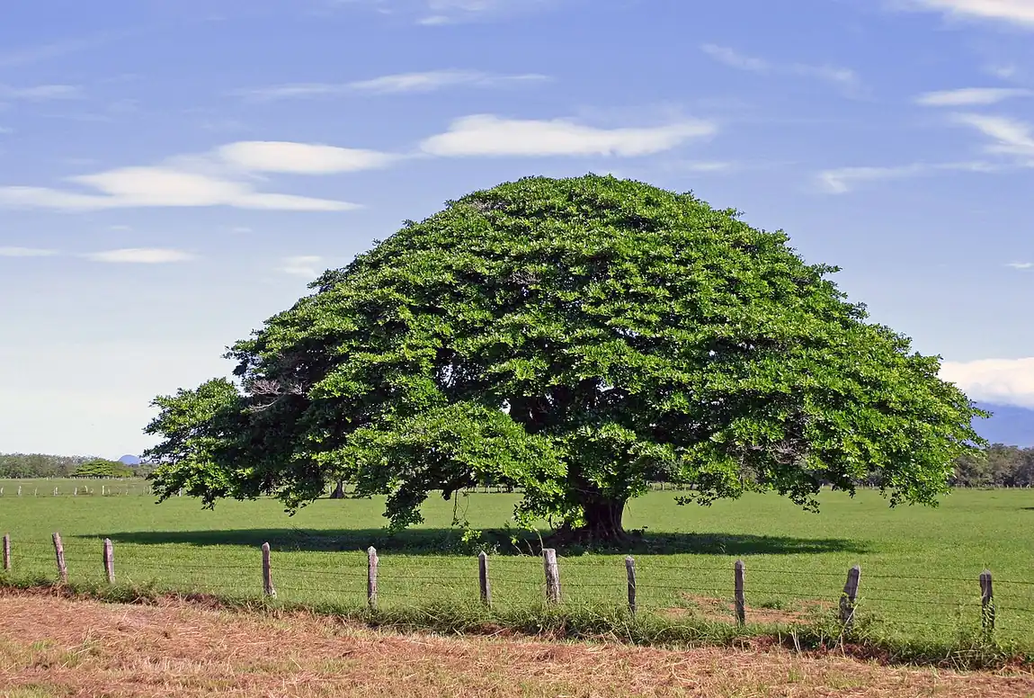 Árbol de guanacaste en un potrero de Guanacaste. Cuando un texto dice que unas manos son «como el tronco del guanacaste», toma de este árbol su firmeza y su tamaño para hablar de otra cosa. Imagen de Wikimedia Commons, Flicka, CC BY-SA 3.0.