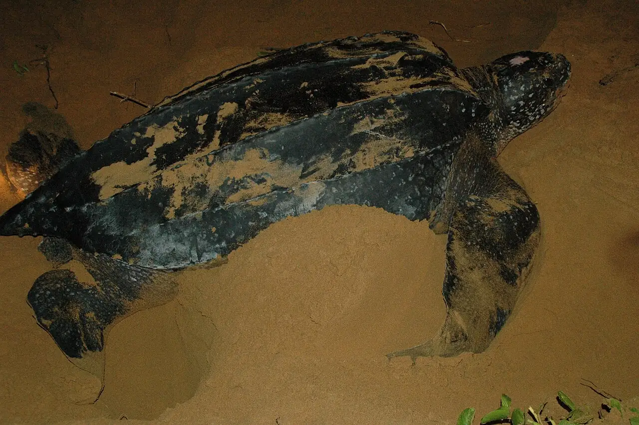 Tortuga baula desovando de noche en playa San Miguel, Costa Rica. Que tenga piel gruesa en lugar de caparazón duro es una idea complementaria: un dato real que apoya la descripción de la especie. Imagen de Wikimedia Commons, Coalición Pro CEN, CC BY-SA 3.0.