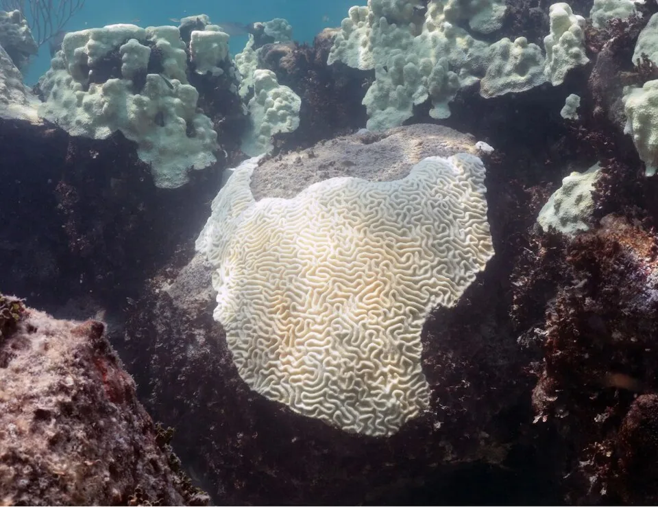 Coral cerebro blanqueado, en los cayos de Florida, en 2023. La causa del blanqueamiento, según el texto de la lección, es el agua demasiado caliente: el coral expulsa las algas que le dan color. Imagen de Wikimedia Commons, NOAA, dominio público.