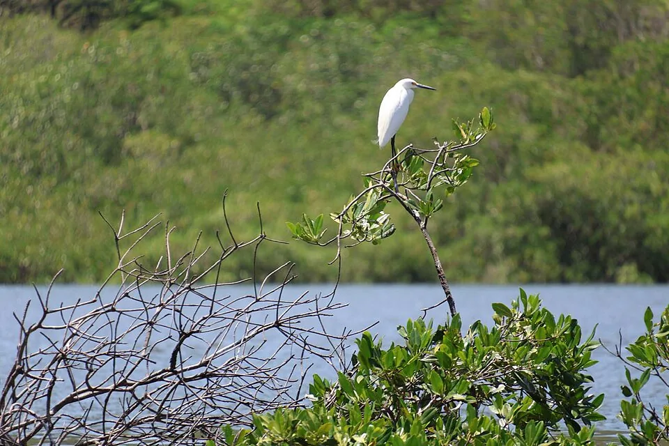 Manglar en la isla Venado, en el golfo de Nicoya, con una garza sobre una rama. Un texto sobre manglares habla de raíces, peces y pesca; el tema es lo que une todo eso: lo que aporta el manglar. Imagen de Wikimedia Commons, Alina Aguilar Arguedas, CC BY 4.0.