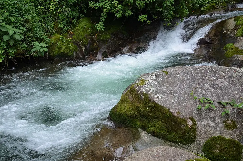 Río Celeste, en Alajuela, con el bosque que crece en sus orillas. Cuando se siembra o se protege el bosque junto a un río, el texto puede contar varios efectos a la vez: agua más limpia, animales que regresan, gente que vuelve a pasear. Imagen de Wikimedia Commons, Julián Monge-Nájera, CC BY-SA 4.0.