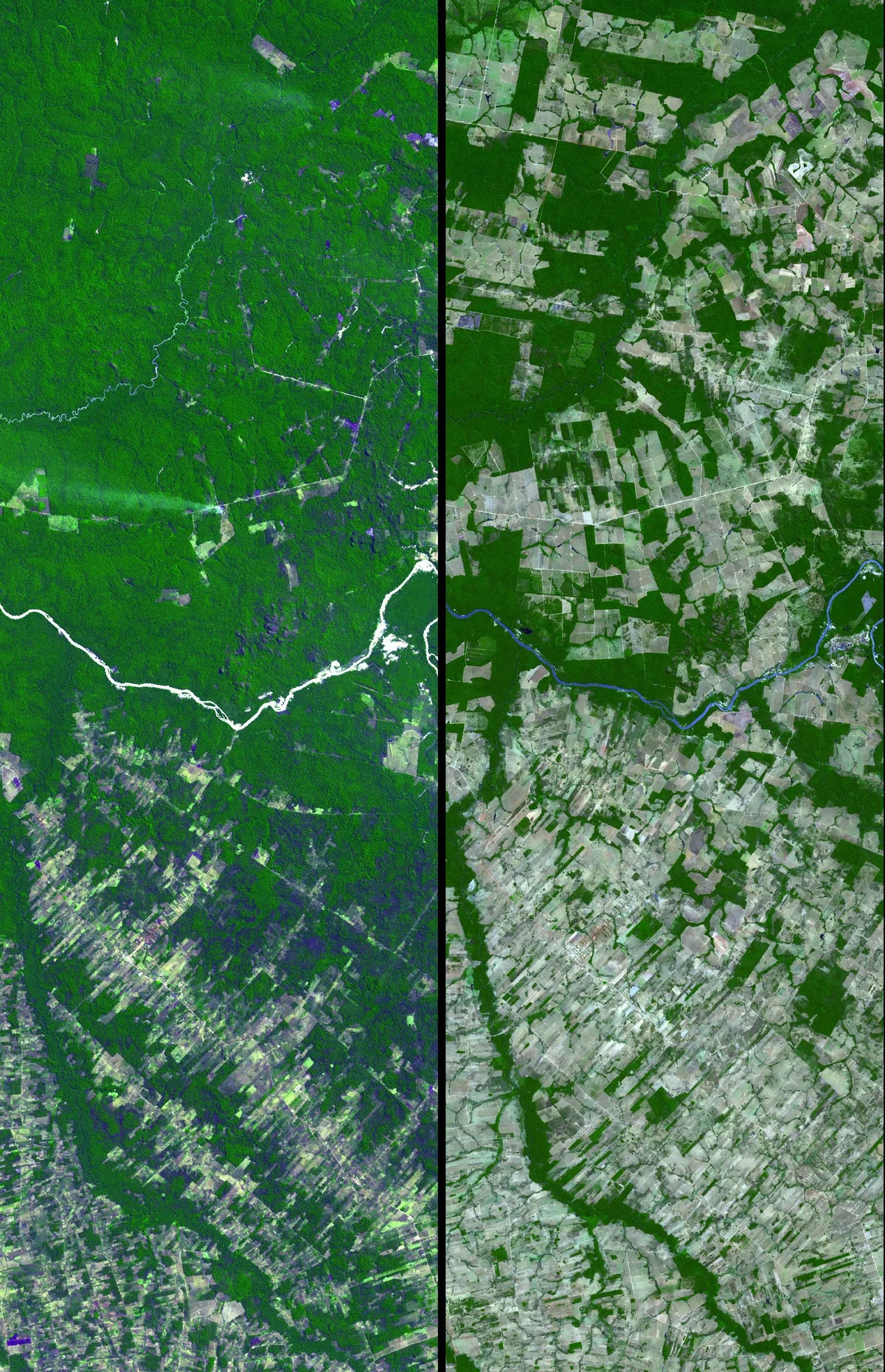 La misma zona de Mato Grosso, en Brasil, vista por satélite en dos momentos. A la izquierda el bosque continuo, apenas cortado por los ríos y un camino; a la derecha el mismo terreno partido en parcelas claras. Esto es la pérdida de hábitat, que es la primera causa de pérdida de biodiversidad: no hace falta cazar una especie para que desaparezca, basta con quitarle el lugar donde vive. Imágenes de la NASA, dominio público.