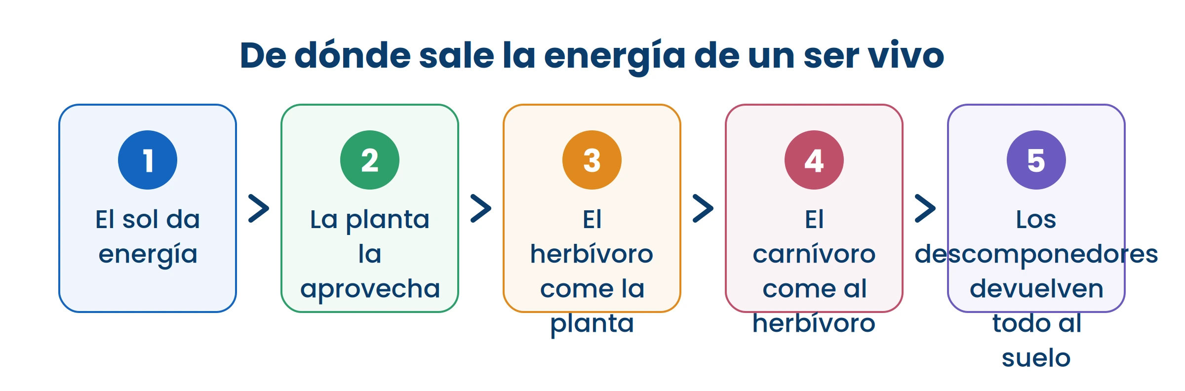 Seguí la flecha para atrás desde cualquier animal y siempre llegás al sol. Toda la energía sale de ahí.