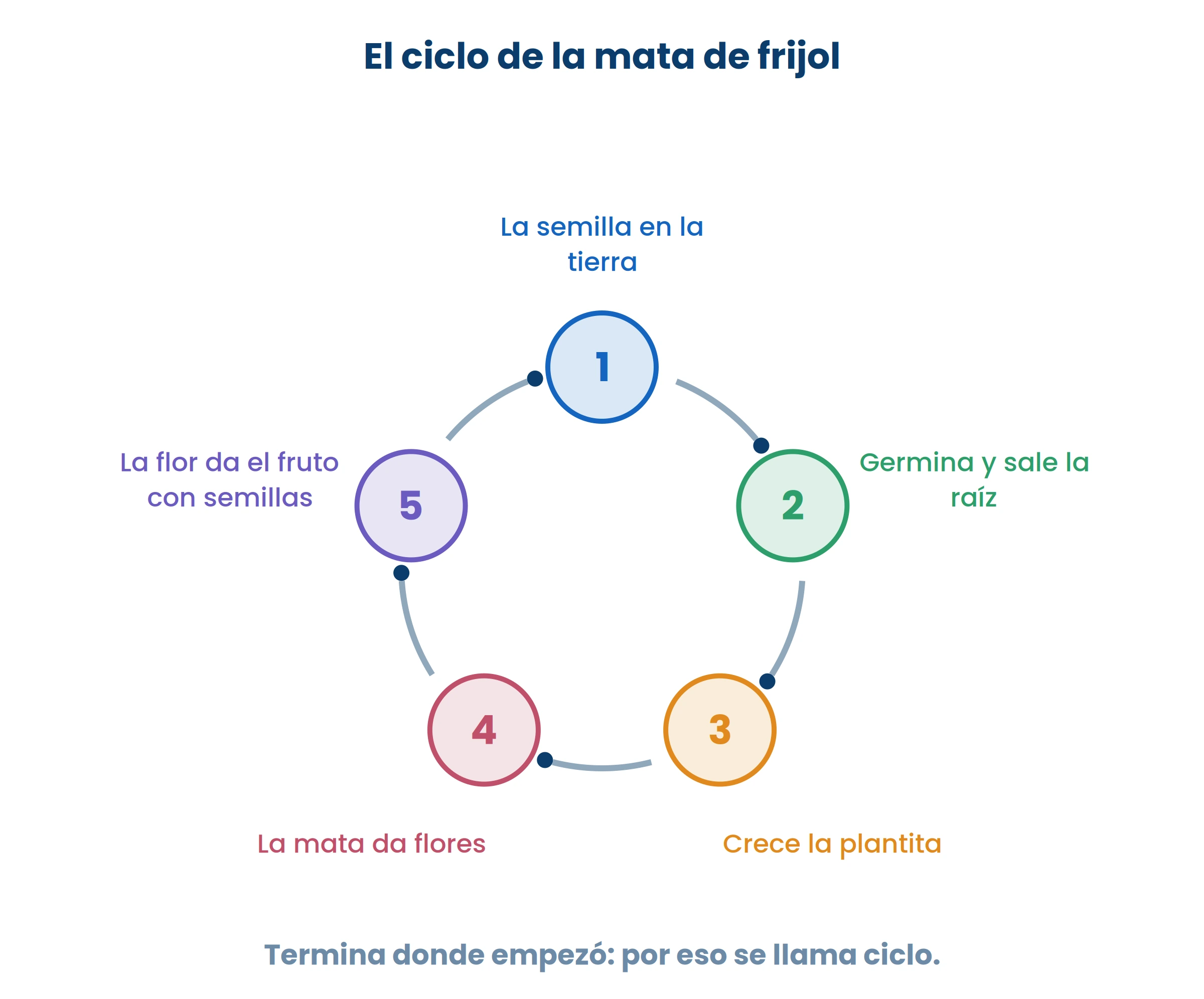 Seguí las flechas: la última semilla es igual a la primera. Por eso de una mata salen muchas.
