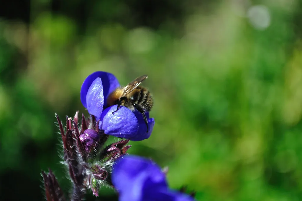 Una abeja tomando néctar de una flor. Es mutualismo: la abeja gana alimento y la flor gana que su polen viaje a otra flor. Las dos especies salen ganando, que es justo lo que separa el mutualismo de la depredación o el parasitismo. Fotografía de Flickr, tombayly13, licencia BY-SA.