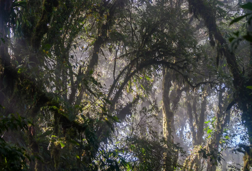 El bosque nuboso de Monteverde, Costa Rica. La niebla que se ve entre los árboles es un componente abiótico: junto con las poblaciones de plantas y animales que ahí conviven, forma el ecosistema completo, no solo la comunidad de seres vivos. Fotografía de Flickr, CarolineG2011, licencia BY-SA.