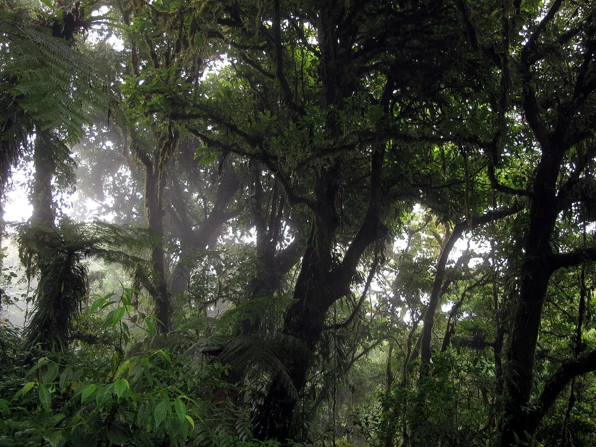 Bosque nuboso en la Reserva de Monteverde, Puntarenas. La niebla que se ve entre los árboles es agua de las nubes que la vegetación misma atrapa: por eso este bosque se moja aunque no esté lloviendo. Fotografía de Haakon S. Krohn, Wikimedia Commons, CC BY-SA 3.0.