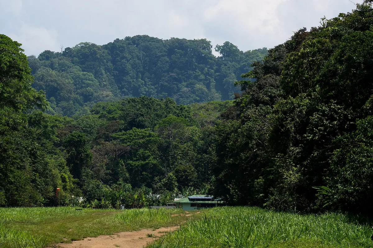 La estación Sirena, en el Parque Nacional Corcovado, rodeada de bosque primario en la península de Osa. Parque nacional es la categoría de manejo más estricta que usa el país: ahí no se permite cortar el bosque ni cazar. Fotografía de Julio-César Chávez, Wikimedia Commons, CC BY 4.0.