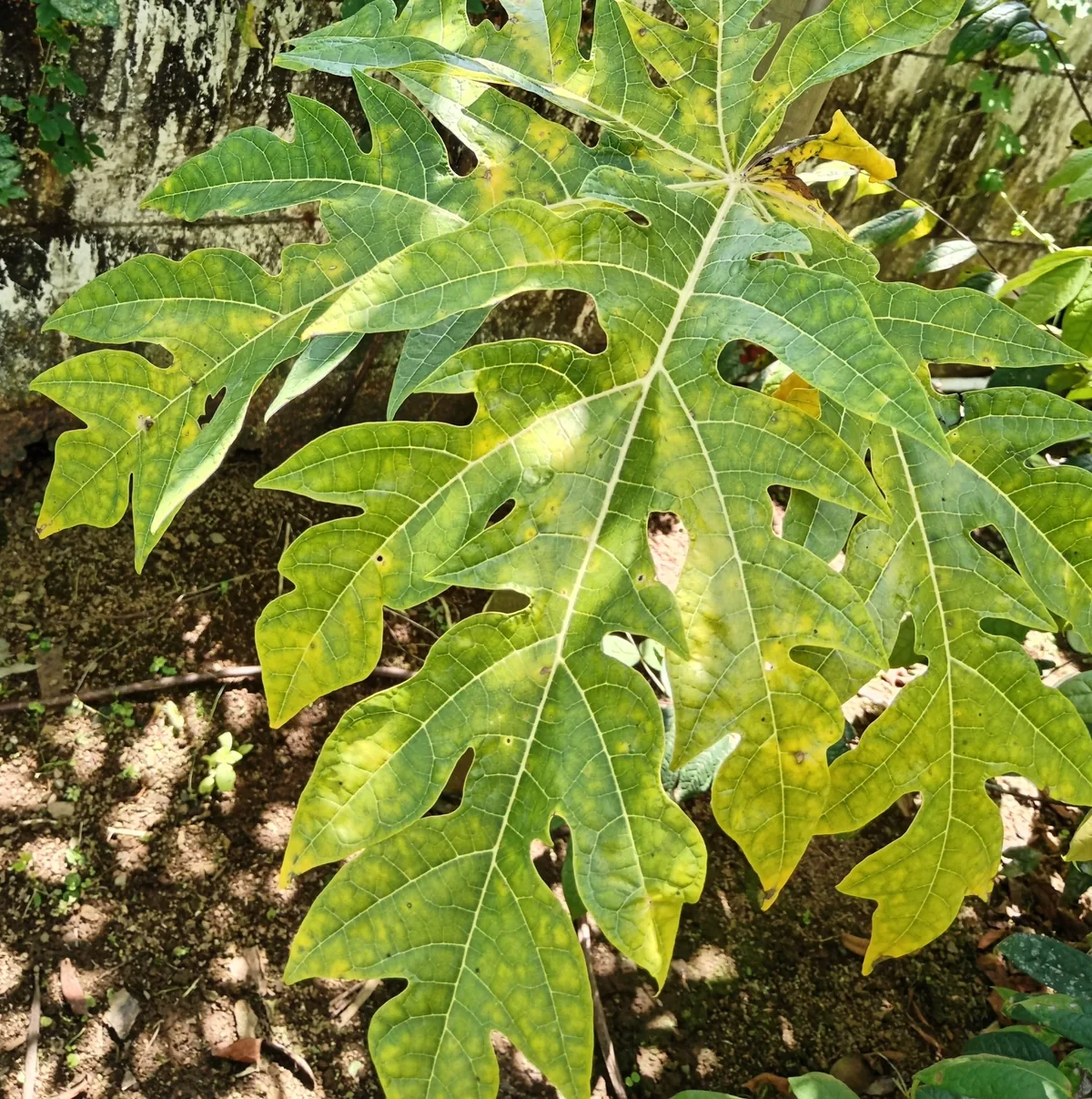 Una hoja de papayo a contraluz, con las nervaduras marcadas por el sol. La luz que atraviesa la hoja es la misma energía que la planta capta con la clorofila para fabricar su alimento: sin ella, la fotosíntesis no arranca. Fotografía de WordPress, Michelle Obando Calderón, licencia CC0.