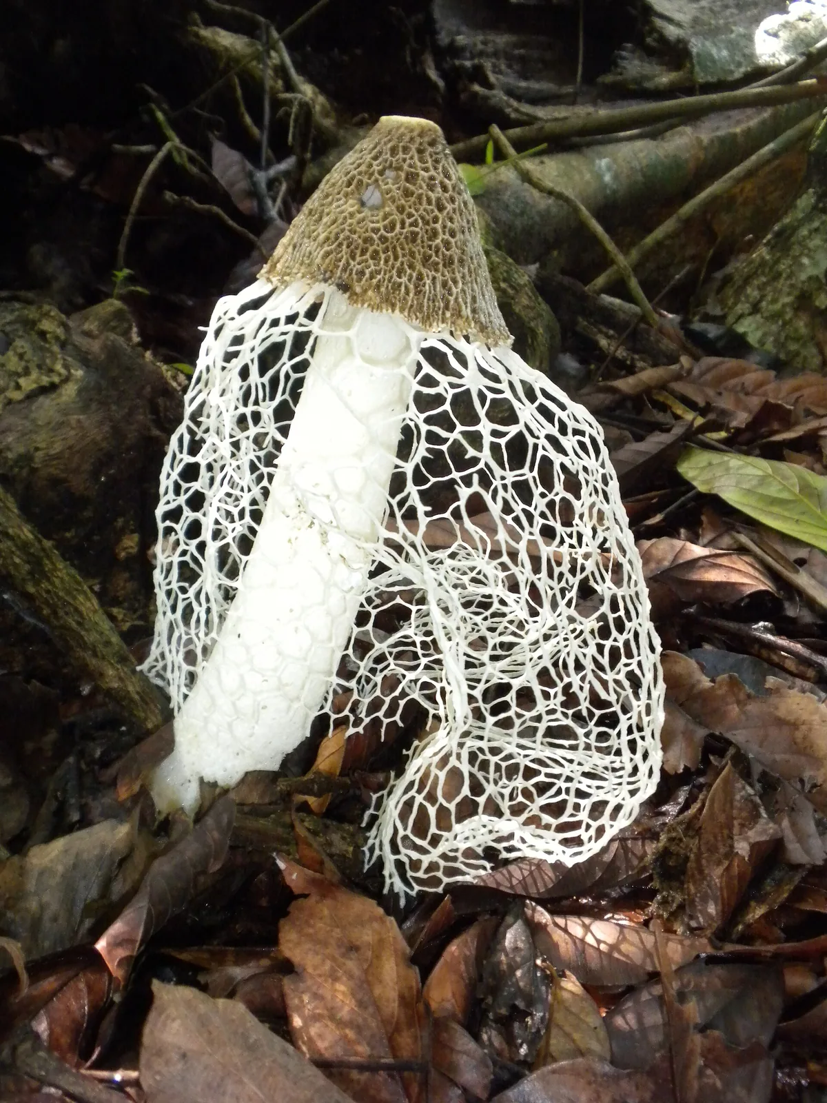 Un hongo de velo (Phallus indusiatus) en el Parque Nacional Corcovado. No tiene hojas ni clorofila: como todo hongo, absorbe el alimento ya formado en la materia en descomposición, en vez de fabricarlo con luz como hace una planta. Fotografía de Tyler Enders, Wikimedia Commons, CC BY-SA 4.0.