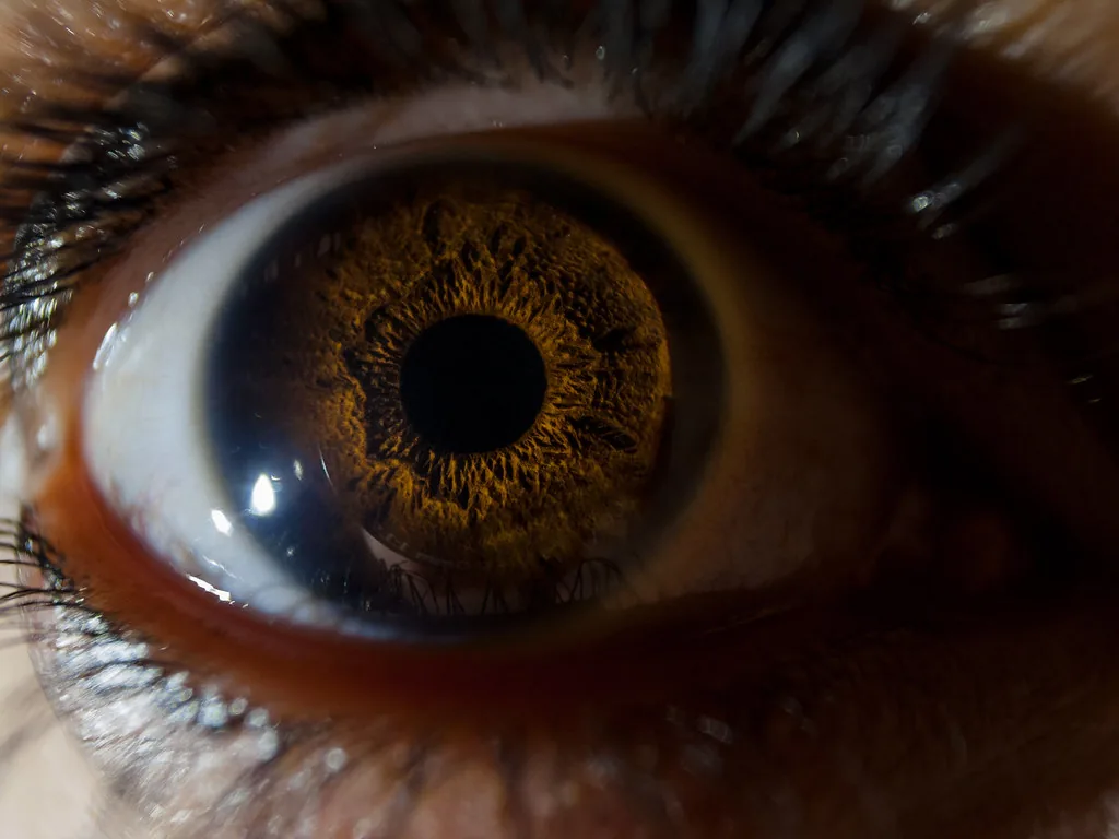 Primer plano de un ojo humano. El anillo de color es el iris y el círculo negro del centro es la pupila, que no es una pieza sino el hueco que el iris abre y cierra. Acá está pequeña porque había bastante luz; en la penumbra el mismo iris la abre para aprovechar la poca que hay. Imagen de Flickr, Ivan Radic, licencia CC BY.