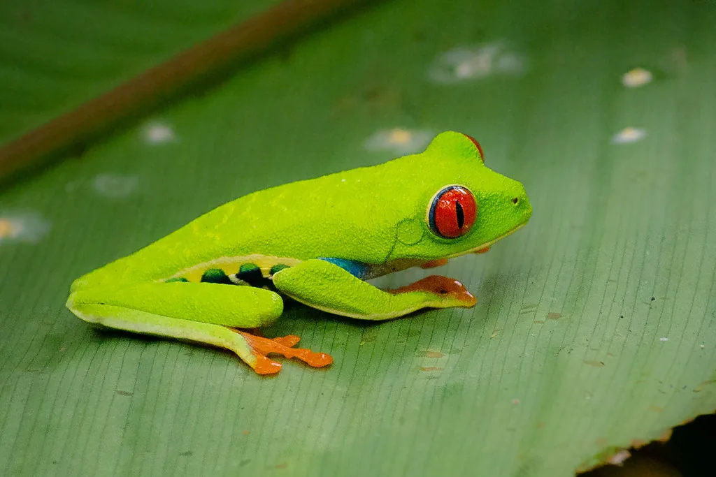 Una rana de ojos rojos, en Costa Rica. Es vertebrada, porque tiene columna; carnívora, porque come insectos; ovípara, porque nace de huevo, y de medio mixto, porque vive entre el agua y la tierra: cuatro criterios que no chocan entre sí. Fotografía de Flickr, Kurayba, licencia BY-SA.