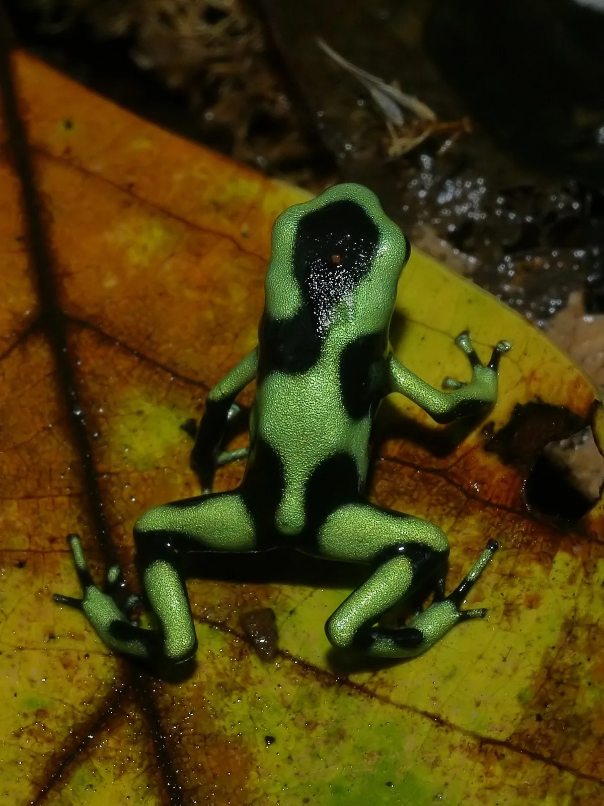 Una rana venenosa verde y negra (Dendrobates auratus), fotografiada en Costa Rica. El color tan llamativo es una adaptación morfológica: advierte a los depredadores que su piel es tóxica, así que casi ninguno la ataca. Fotografía de Hans Hillewaert, Wikimedia Commons, CC BY-SA 4.0.