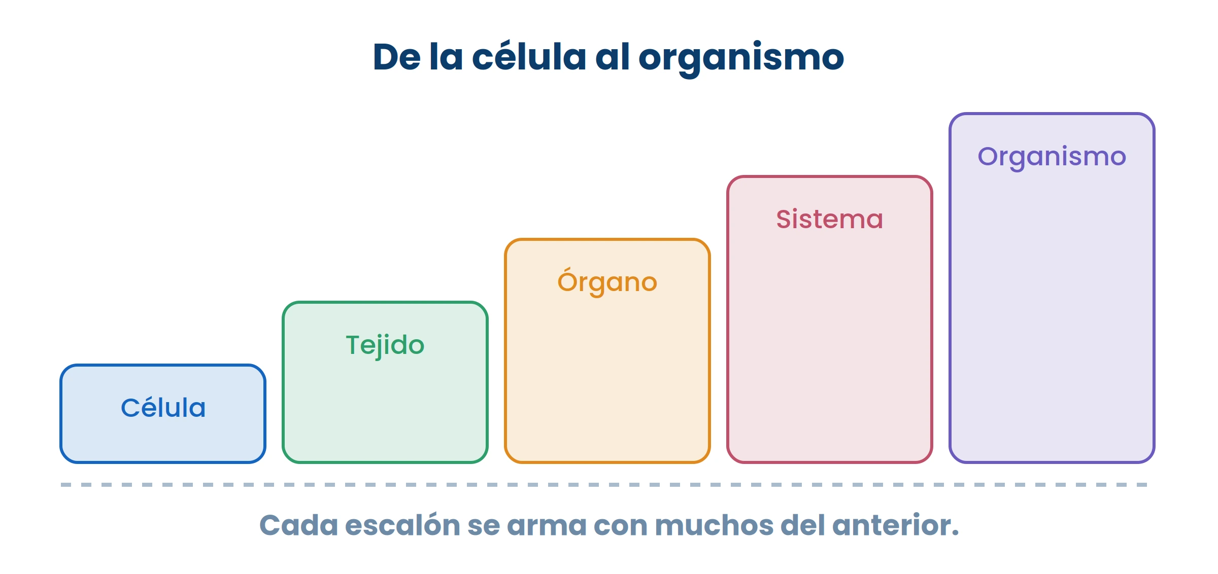 Ninguna célula respira sola: hace falta todo el sistema. Por eso se estudia de abajo hacia arriba.