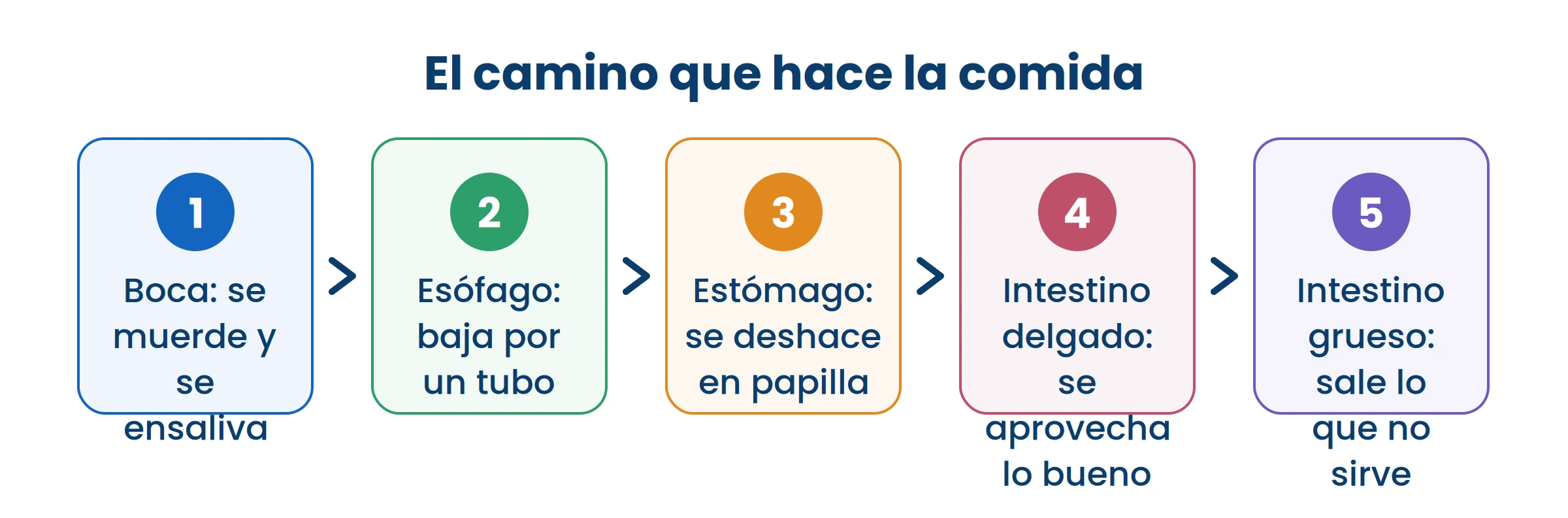 Seguí el orden: la comida hace el mismo recorrido siempre. Lo que el cuerpo aprovecha se saca en el intestino delgado.
