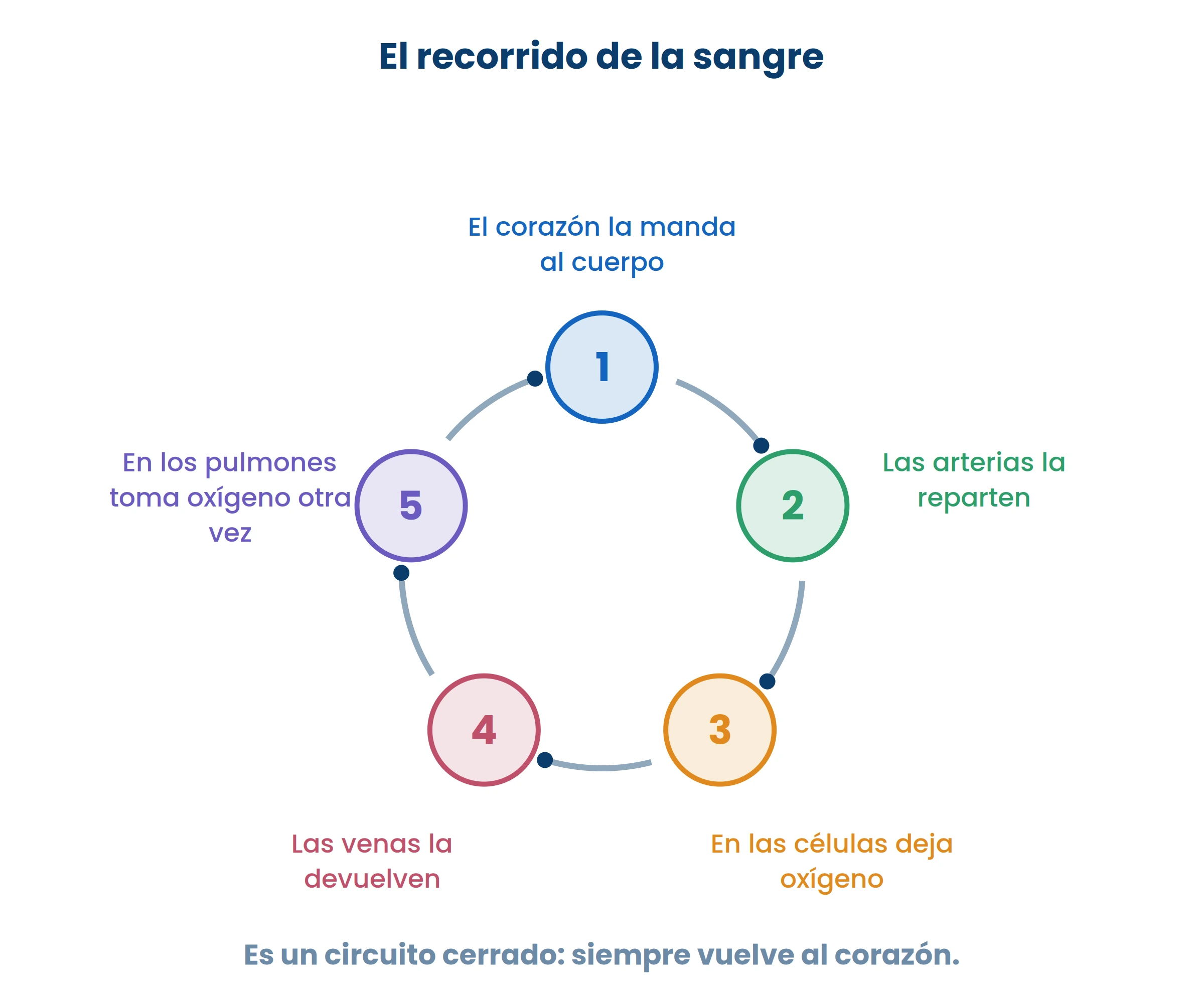 Es un circuito cerrado: la misma sangre da vueltas toda la vida, cargando y descargando oxígeno.