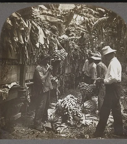 Trabajadores cortando racimos de banano y cargándolos en los vagones de la plantación, Costa Rica, 1905. Del bananal al vagón y del vagón al barco, sin salir de la misma empresa: eso es el enclave. Vista de una tarjeta estereoscópica de la Biblioteca del Congreso de Estados Unidos, dominio público.