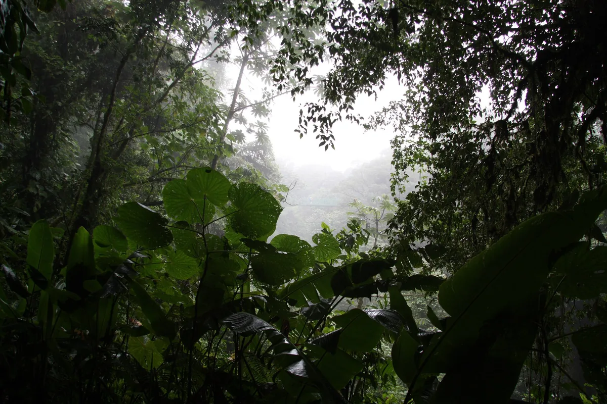 Bosque nuboso de Monteverde, en la cordillera de Tilarán. La humedad que sube desde el Caribe se condensa ahí en neblina constante, y ese clima húmedo es el que sostiene tanta variedad de plantas y animales. Foto: Velorian, Wikimedia Commons.