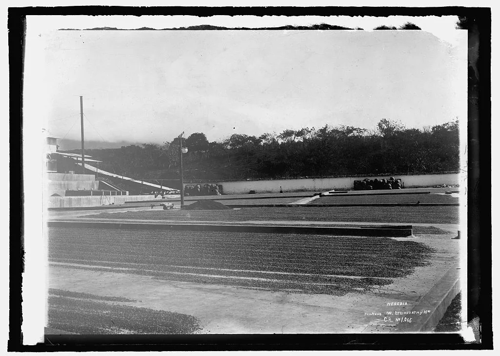 Patios de secado de café en Heredia, 1908. Todo lo que está extendido en el suelo iba a salir del país: esa es la forma concreta de depender de un solo producto de exportación. Fotografía de la Biblioteca del Congreso de Estados Unidos, dominio público.