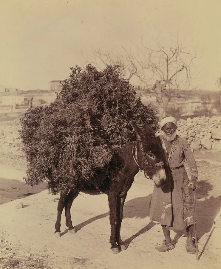 Un burro cargado con un bulto de ramas secas para leña, en una fotografía de hacia 1900. La idea fundamental de la estrofa de Samaniego cabe en un renglón y es justo lo que se ve aquí, un burro que camina con una carga mayor que él; los huesos y el pellejo, los años y el camino son las complementarias, que se pueden tapar con el dedo sin que la escena se caiga, aunque con ellas se va la prueba. Fotografía de la Biblioteca del Congreso de Estados Unidos, dominio público.