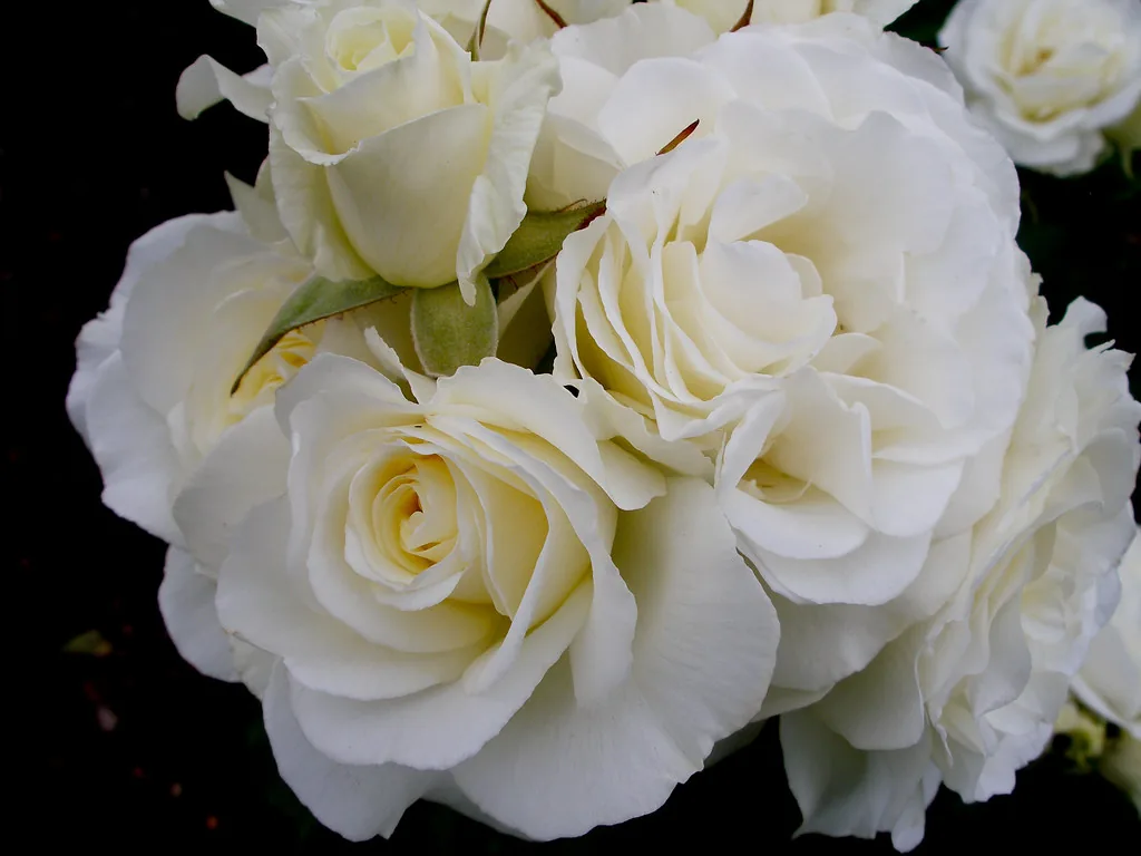 Rosas blancas. El argumento del poema de Martí cabe en una línea: alguien cultiva una rosa blanca y se la da igual al amigo sincero y al que le arrancó el corazón. El tema, en cambio, hay que armarlo con la fórmula —la generosidad que no distingue entre el amigo y el enemigo—, y ninguna de esas palabras está escrita en el poema. Imagen de Flickr, quinet, licencia CC BY-SA.