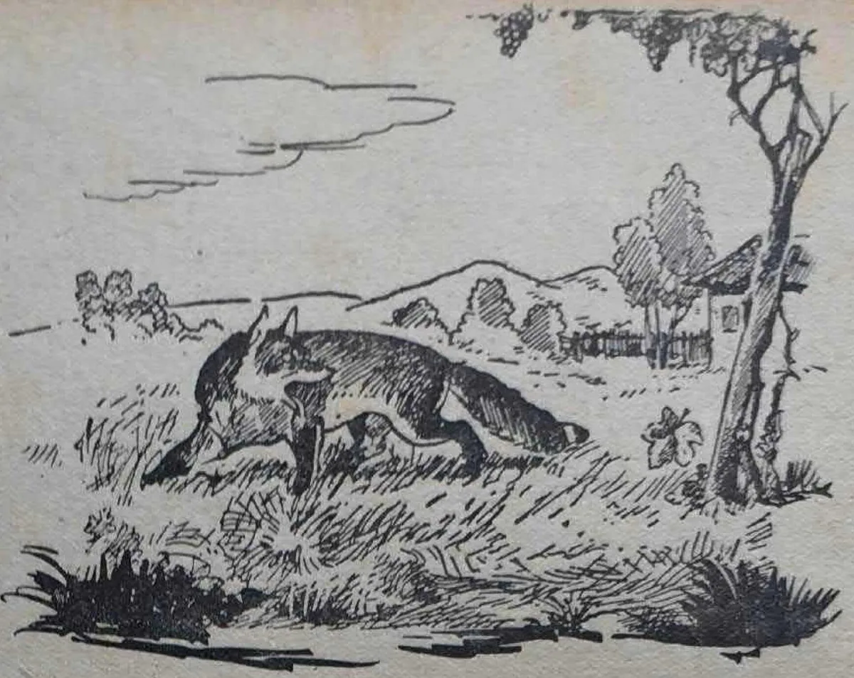 Ilustración de la fábula de la zorra y las uvas, dibujada por Kurt Wiese para una edición de fábulas. La zorra se aleja con el cuerpo bajo y las uvas quedan arriba, en la parra: el dibujante tampoco puede pintar lo que ella piensa, así que lo muestra con el cuerpo, igual que el texto lo muestra con lo que el personaje hace. Imagen de Wikimedia Commons, dominio público.