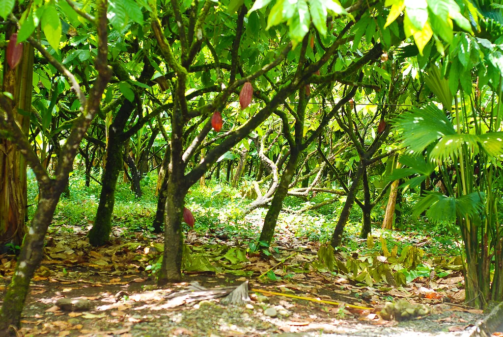 Cacaotal en Costa Rica, con las mazorcas creciendo pegadas al tronco y bajo árboles de sombra. En la colonia el trabajo de las personas esclavizadas se concentró en las haciendas de cacao de Matina, en la costa caribeña, lejos de Cartago y del control de las autoridades. Imagen de flickr, EverJean, licencia CC BY.