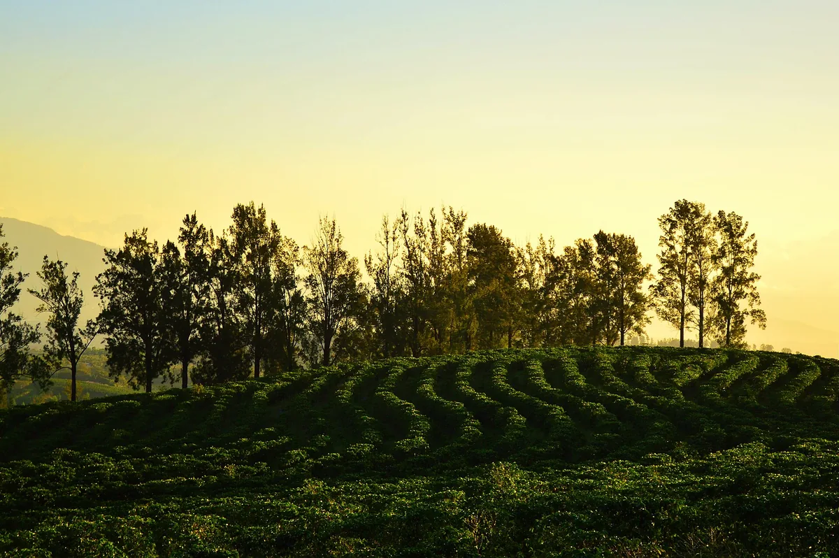 Un cafetal en Santa Bárbara de Heredia, en el Valle Central. El café fue, desde el siglo XIX, el cultivo que hizo de esta región la más poblada del país y la que concentra la industria, los servicios y el Gobierno. Foto: Victor Quirós A, Wikimedia Commons (CC BY-SA 3.0).