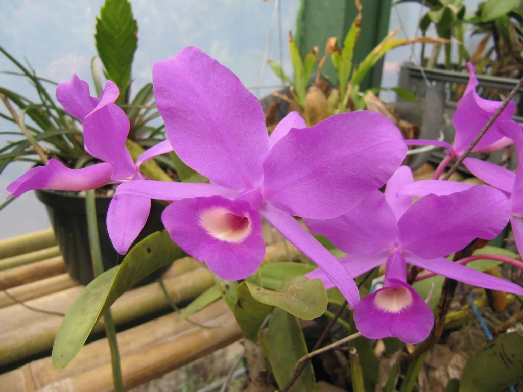 La guaria morada, flor nacional de Costa Rica desde 1939. Se eligió no por rara, sino por común: crecía sobre los troncos y los techos de las casas, así que era la flor que la gente tenía encima todos los días. Fotografía de Flickr, wallygrom, licencia BY-SA.