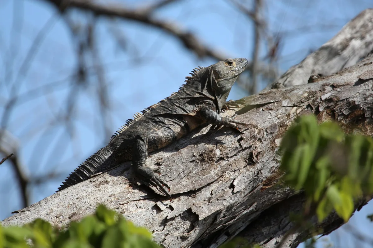 El garrobo está vivo: respira, se mueve y se asolea. El tronco donde está echado no lo está, y las hojas verdes de abajo sí. En una sola escena tenés las dos cosas. Imagen de Wikimedia Commons, Kevin Miller, CC BY 3.0.
