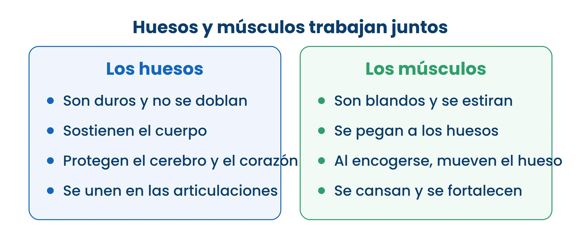 Ninguno de los dos se mueve solo: el músculo jala y el hueso se mueve. Por eso se ejercitan juntos.
