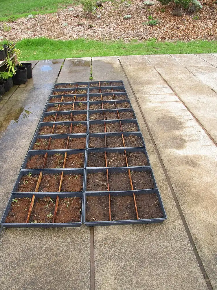 Bandejas con tierra, soil, donde se siembran semillas para ver cuáles crecen. Además de soil, las plantas necesitan water, sun y air. Foto: Forest y Kim Starr, Wikimedia Commons, CC BY 3.0.