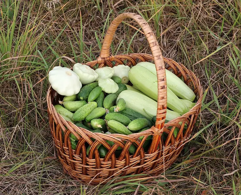Una canasta llena de pepinos y zapallos recién cosechados. Son vegetables, verduras: comida healthy que da energía. Foto: George Chernilevsky, Wikimedia Commons, dominio público.