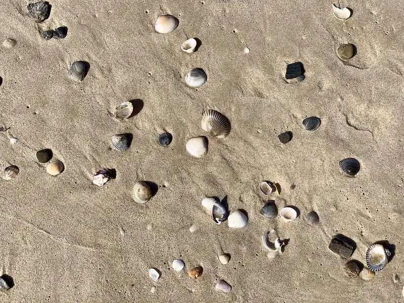 Conchas de mar sobre la arena mojada. En la playa se puede collect seashells, juntar conchas. Foto: Kgbo, Wikimedia Commons, CC BY-SA 4.0.