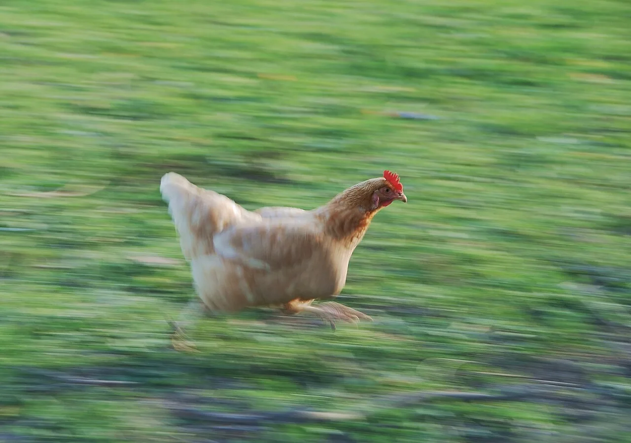 Una gallina corriendo por el zacate. Tiene feathers, plumas, y un beak, un pico, como todos los pájaros. Foto: Alvesgaspar, Wikimedia Commons, CC BY-SA 3.0.