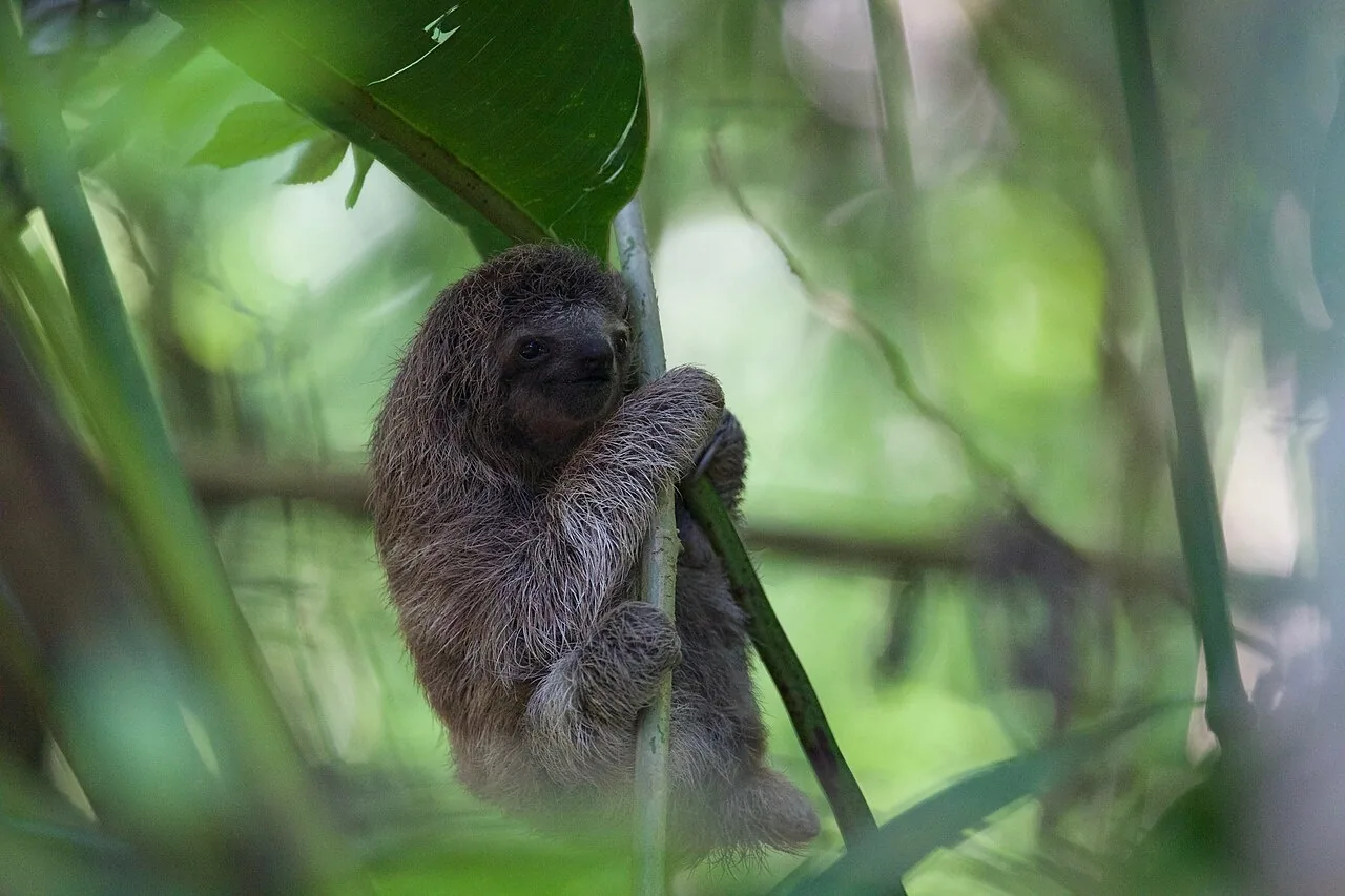 Un perezoso de tres dedos abrazado a una rama en Costa Rica. The sloth is slow: el perezoso es lento, y vive en los trees. Foto: Andy Witchger, Wikimedia Commons, CC BY 2.0.