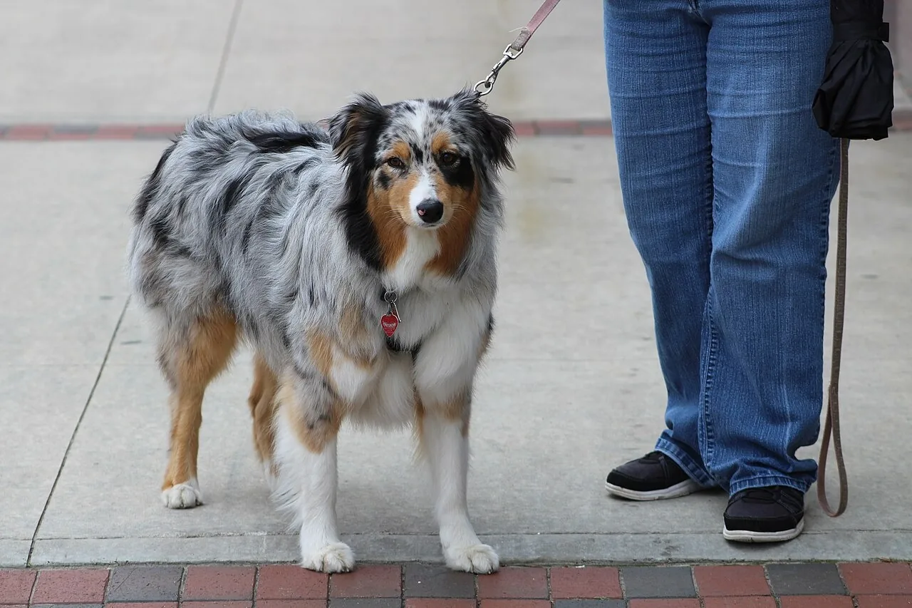 Un perro con su correa, listo para salir. Sacarlo a pasear es walk the dog, una de las formas de cuidarlo. Foto: MarkBuckawicki, Wikimedia Commons, CC0.