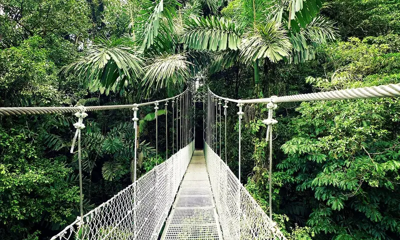 Un puente colgante entre los árboles del bosque, cerca del volcán Arenal. En una nature walk se ven trees, leaves y flowers, y se escuchan birds. Foto: Peter Sheik, Wikimedia Commons, CC BY 2.0.