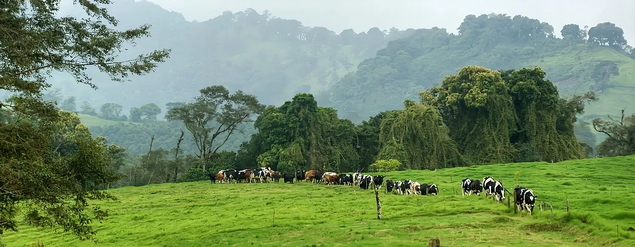 Vacas pastando en un potrero de Coronado, San José. Son farm animals: viven en la finca y duermen en el barn, el establo. Foto: Julián Monge-Nájera, Wikimedia Commons, CC BY-SA 4.0.