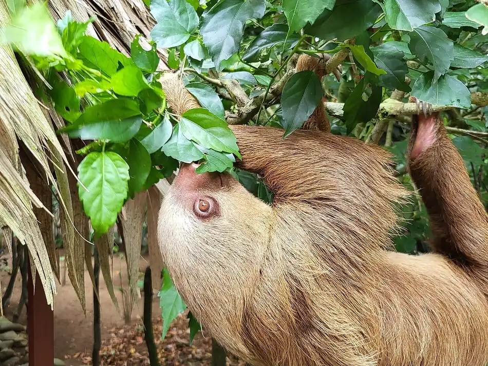 Un perezoso de dos dedos comiendo hojas en Costa Rica. En inglés se llama sloth. Foto: Wawewo, Wikimedia Commons, CC BY-SA 4.0.