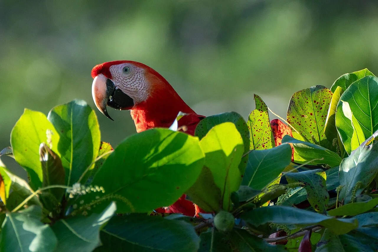 Una lapa roja entre las hojas en Uvita, Costa Rica. En inglés, scarlet macaw. Foto: Satdeep Gill, Wikimedia Commons, CC BY-SA 4.0.