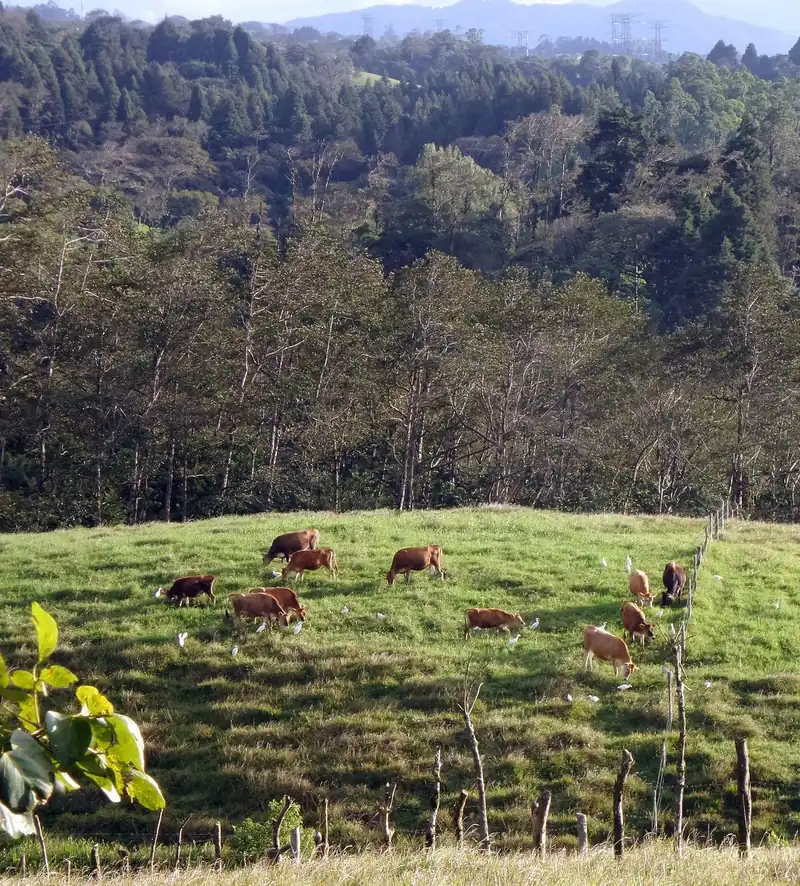 Vacas pastando en un potrero de Coronado, Costa Rica. The cow gives milk: la vaca da leche. Foto: Julián Monge-Nájera, Wikimedia Commons, CC BY-SA 4.0.