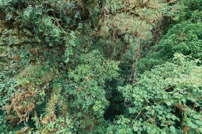 Vegetación del bosque nuboso de Monteverde. The cloud forest is green and wet all year. Foto: Cephas, Wikimedia Commons, CC BY-SA 4.0.