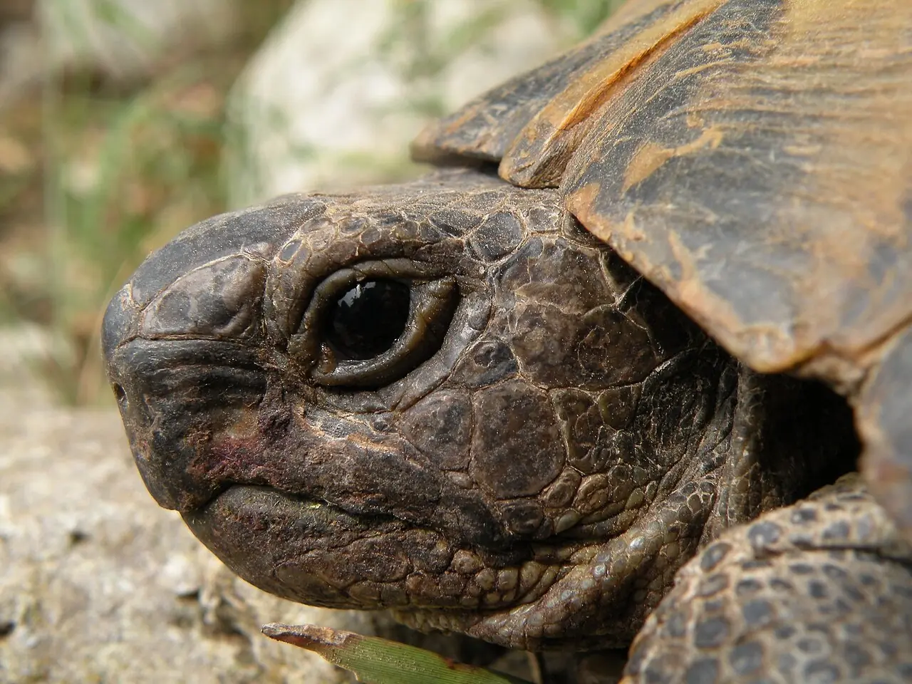 Una tortuga de tierra, tortoise, como la de la fábula The Tortoise and the Hare. Foto: Moise Nicu, Wikimedia Commons, CC BY 3.0.