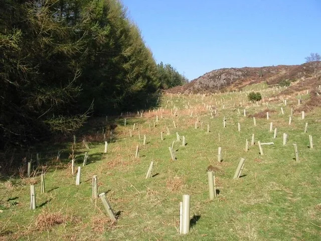 Arbolitos recién sembrados con su protector, en una ladera. Planting trees is the best way to help. Foto: Dewi, Wikimedia Commons, CC BY-SA 2.0.