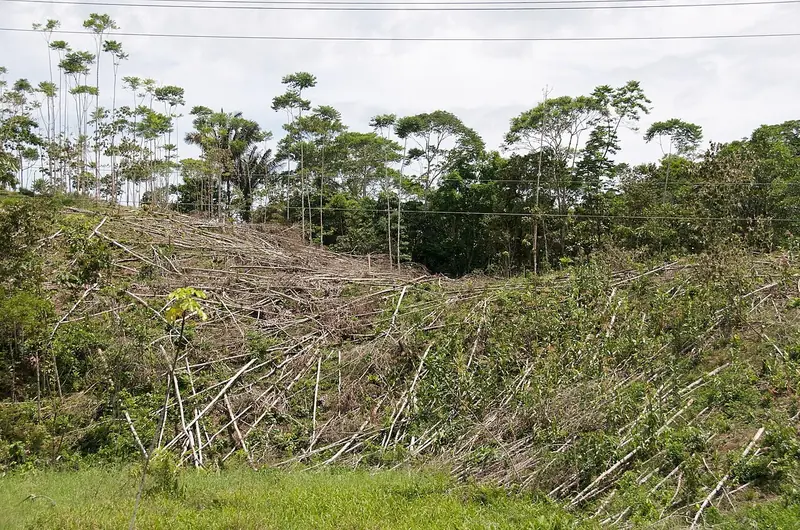 Un bosque talado en Ecuador. Cutting down trees is bad; burning them is worse. Foto: A.Davey, Wikimedia Commons, CC BY 2.0.