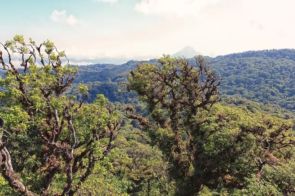 Las copas de los árboles en Monteverde, the canopy. Little light gets across the canopy. Foto: Cephas, Wikimedia Commons, CC BY-SA 4.0.