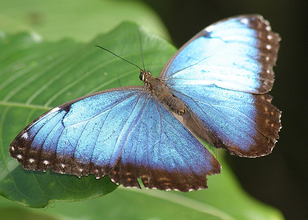 Una mariposa morfo azul con las alas totalmente abiertas sobre una hoja, en un bosque tropical. El cuerpo marca el eje de simetría: cada vena y cada mancha del ala izquierda tiene su pareja a la misma distancia en la derecha. Fotografía de DavidDennisPhotos.com, Flickr, licencia BY-SA.